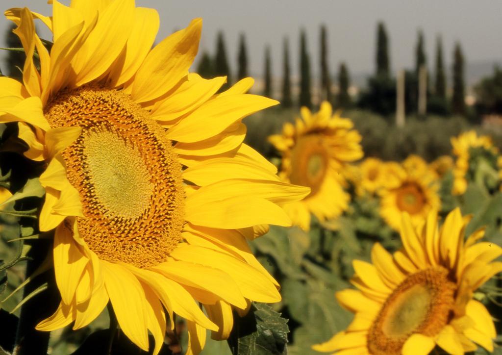 Azienda Agrituristica Il Giuggiolo Principina a Mare Luaran gambar